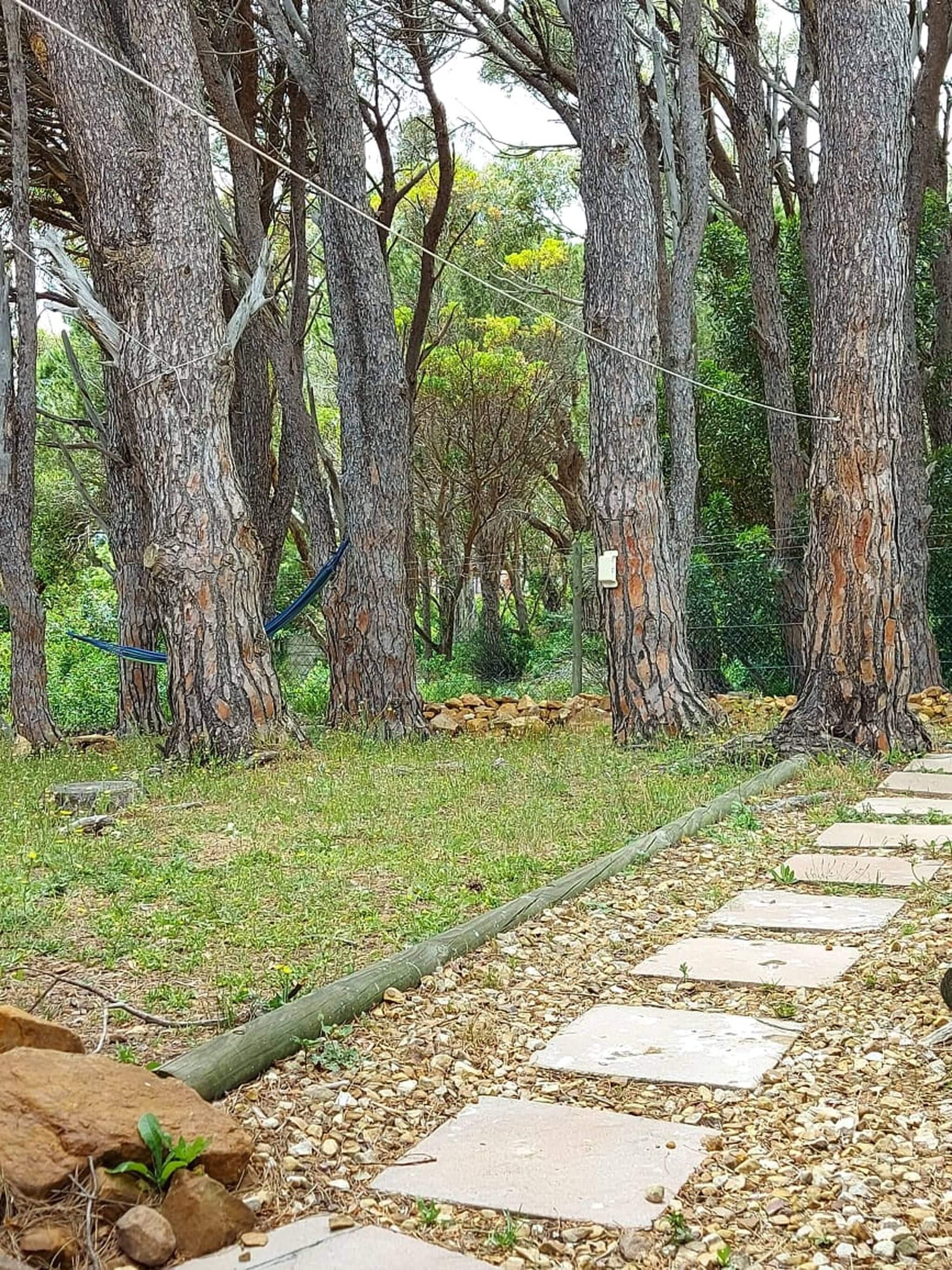 A pathway lined with large trees and a stone walkway.