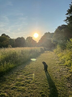 A dog standing on a grassy path with trees on either side and the sun setting in the background. - Cozy Holiday Retreat in Bradford Abbas - Modern Comfort Awaits (Sherborne)