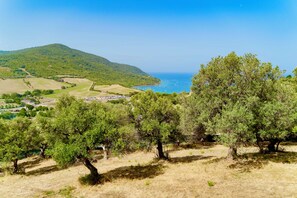 Eine Küstenlandschaft mit Olivenhainen und freiem Blick auf das Meer.