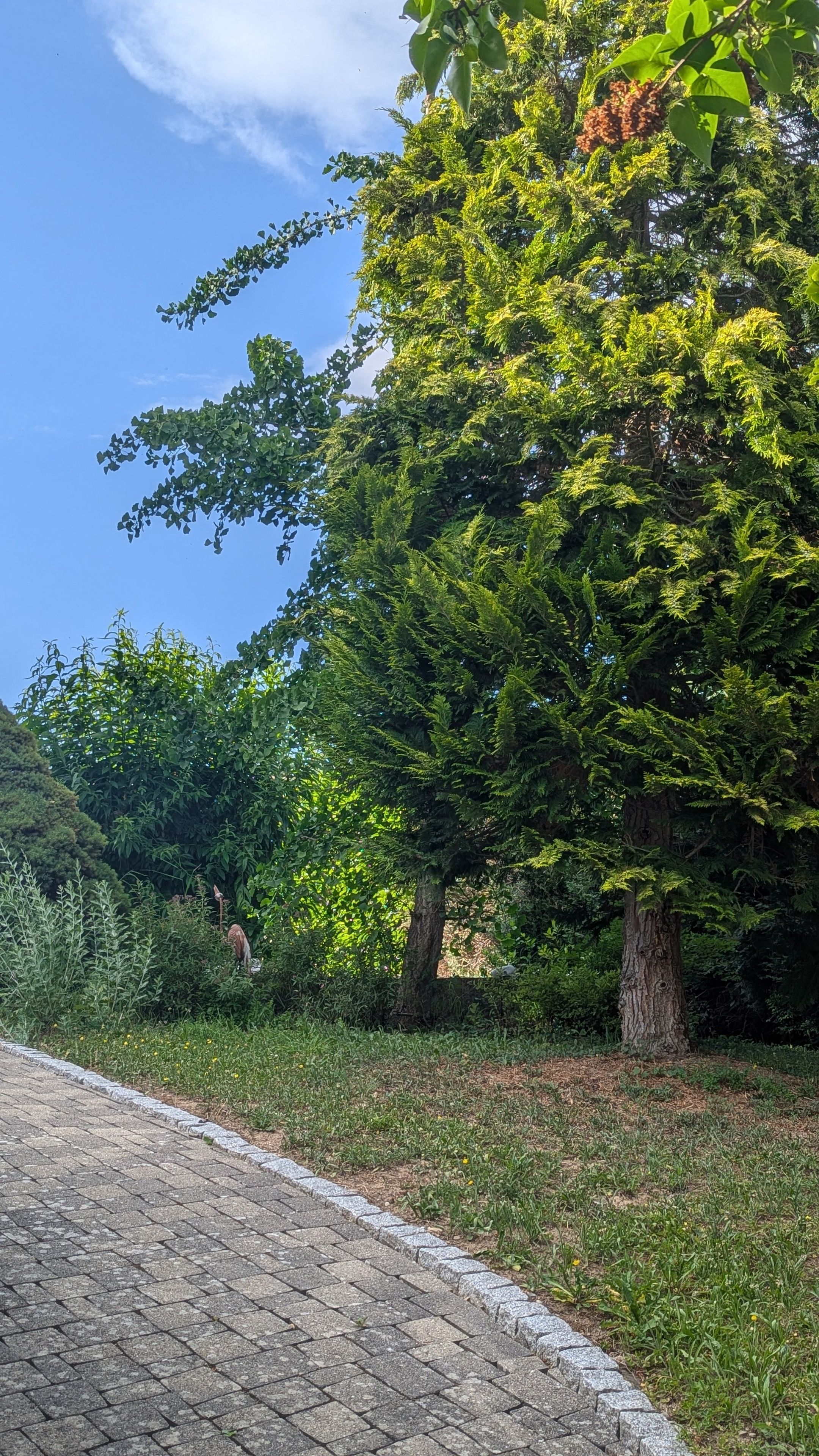 Un sendero pavimentado que atraviesa un parque con árboles y follaje.