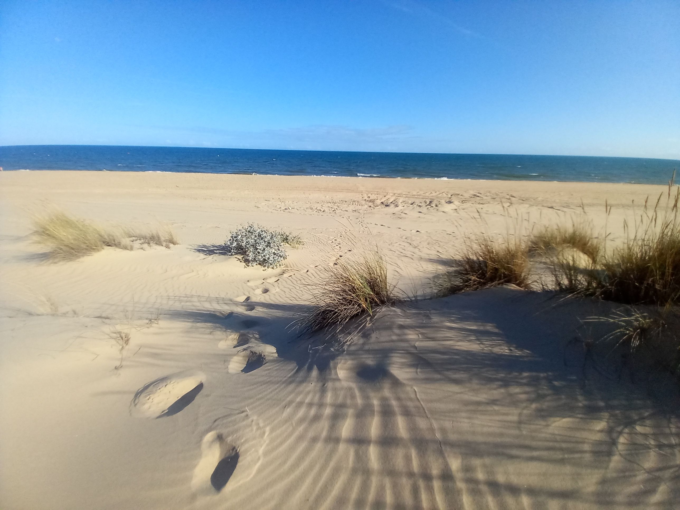 Ein sandiger Strand mit Fußspuren und vereinzelter Vegetation.