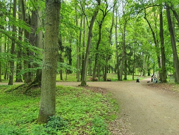 A forested area with a dirt path leading to a clearing where people are gathered.