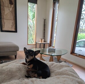 A dog sitting on a fluffy rug in a room with a glass table, a sofa, and large windows.