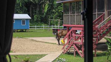 A horse in a fenced area with a wooden structure and a blue building in the background.