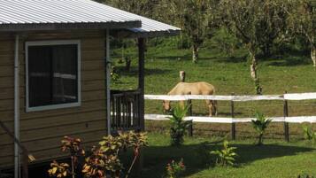 A house with a fenced yard, a horse, and a lush green landscape.