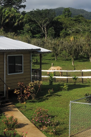 A house with a fenced yard, a horse, and a lush green landscape.