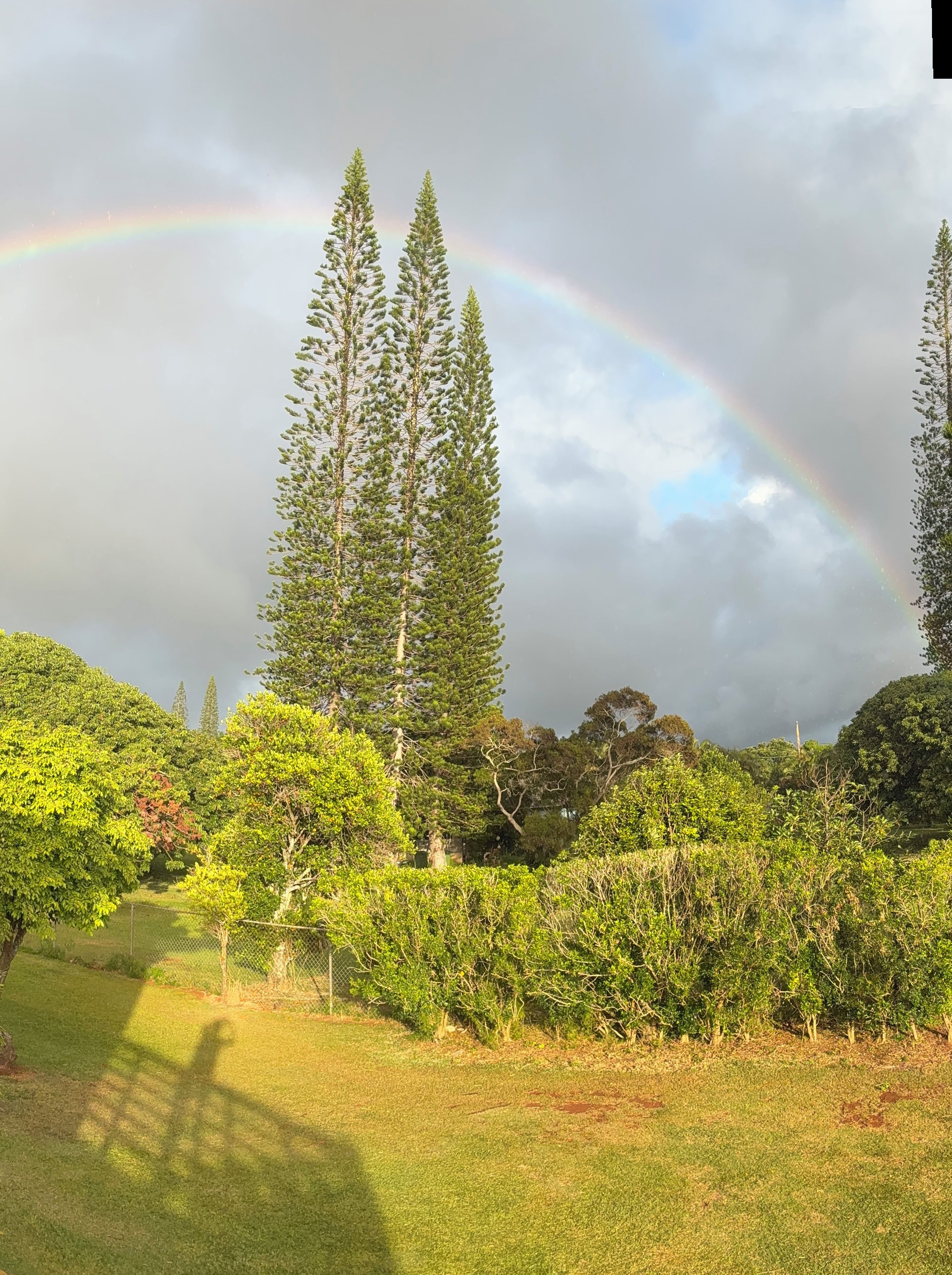 Un paysage avec un arc-en-ciel, des arbres et une clôture.