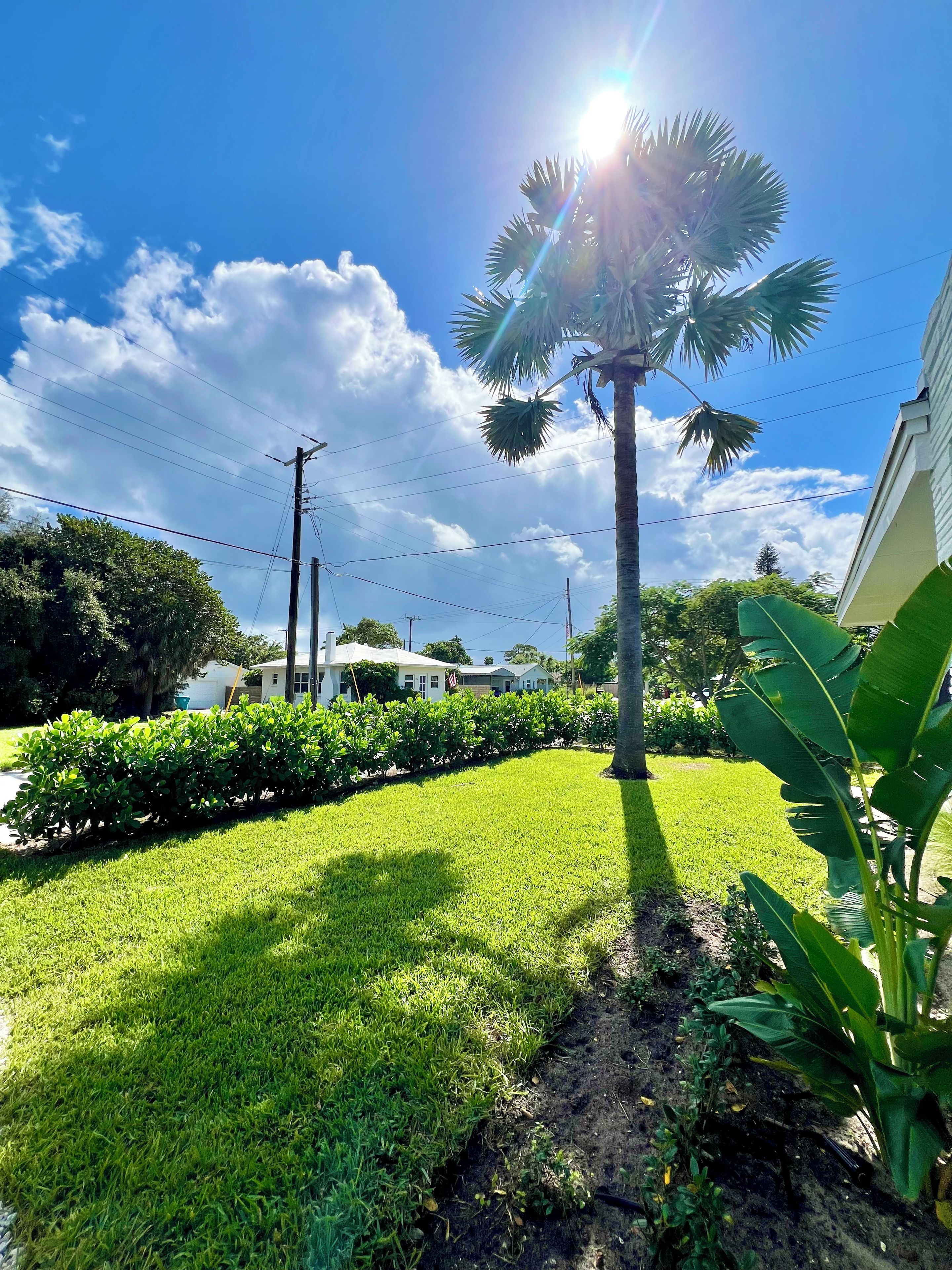 A residential area with a well-maintained lawn, a palm tree, and a row of bushes.