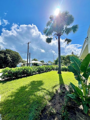 Una zona residencial con un césped cuidado, una palmera y una fila de arbustos.