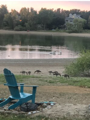 A lakeside view with a chair and geese.