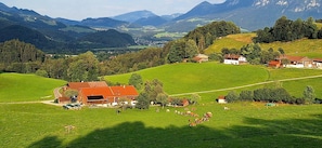 A rural landscape with rolling hills, a farmhouse, and a herd of cattle grazing. - Hintergruberhof Vacation Rental (Oberaudorf)
