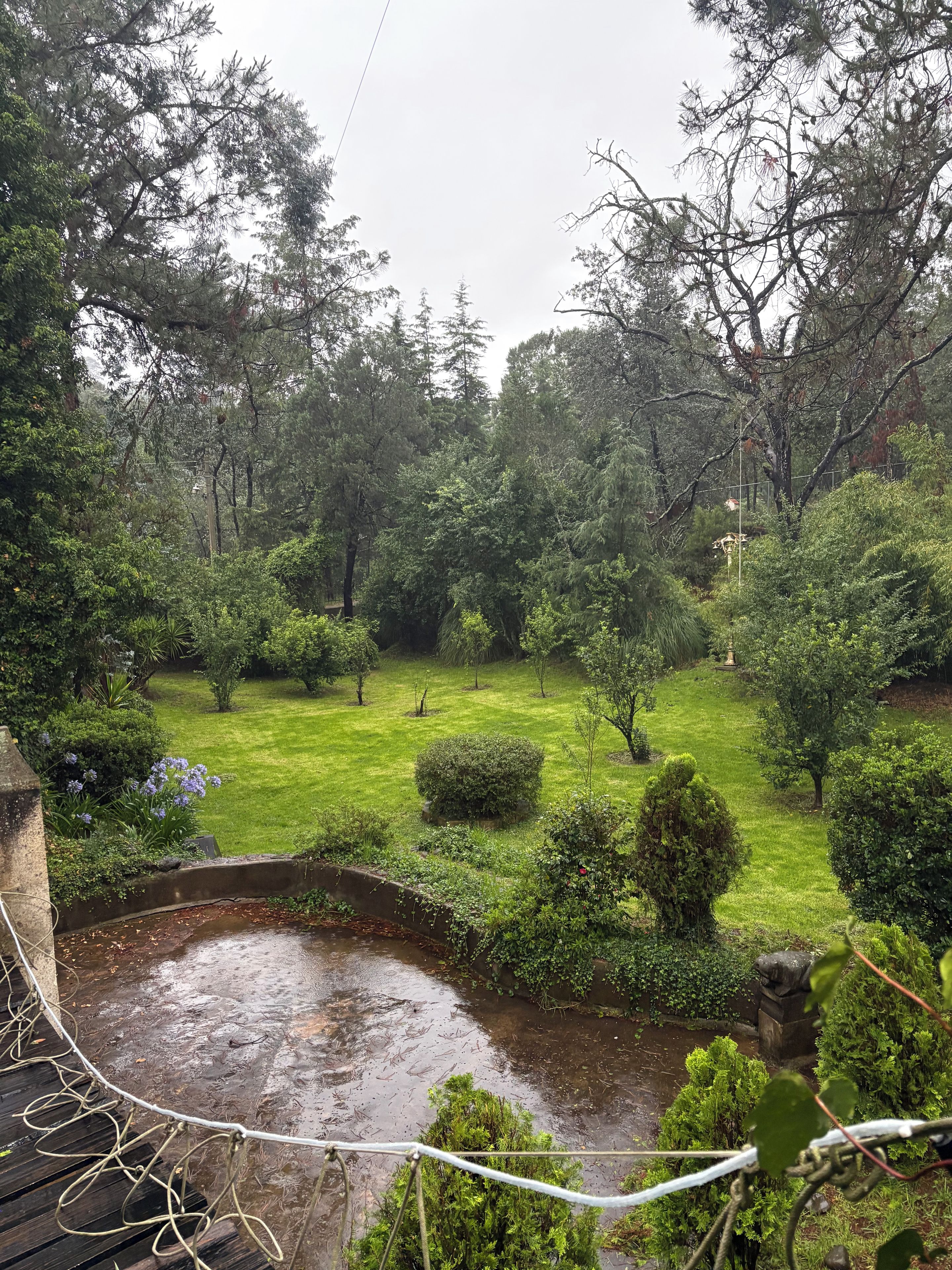 Un jardín exuberante con diversas especies de árboles y arbustos, un pequeño estanque y una terraza de madera.