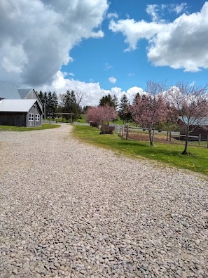 A gravel driveway leading to a wooden barn with a metal roof, surrounded by trees and a clear sky. - Larch Ridge Ranch Upper Unit (Arkport)