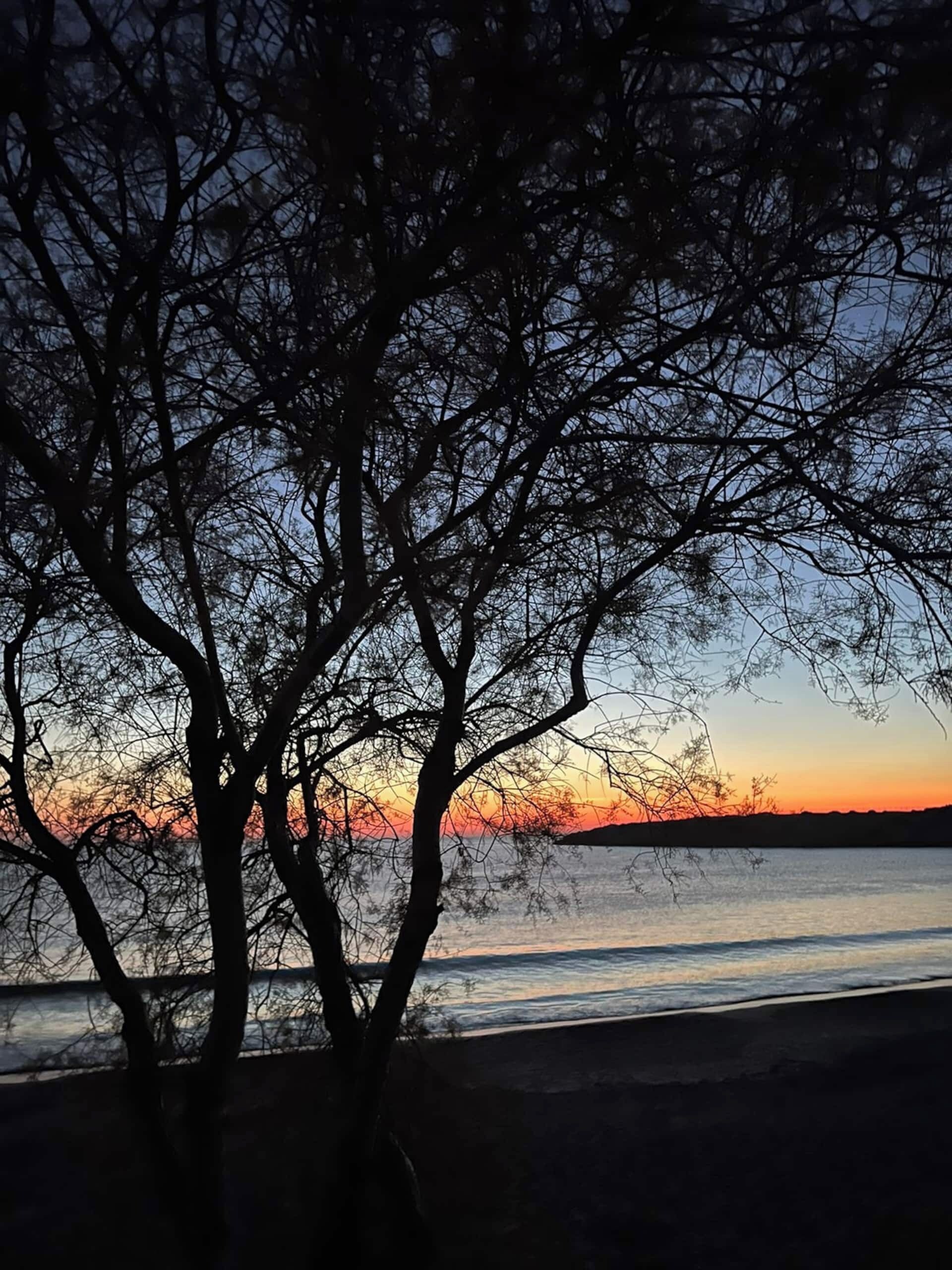 A tree silhouetted against a sunset with a calm body of water in the foreground.