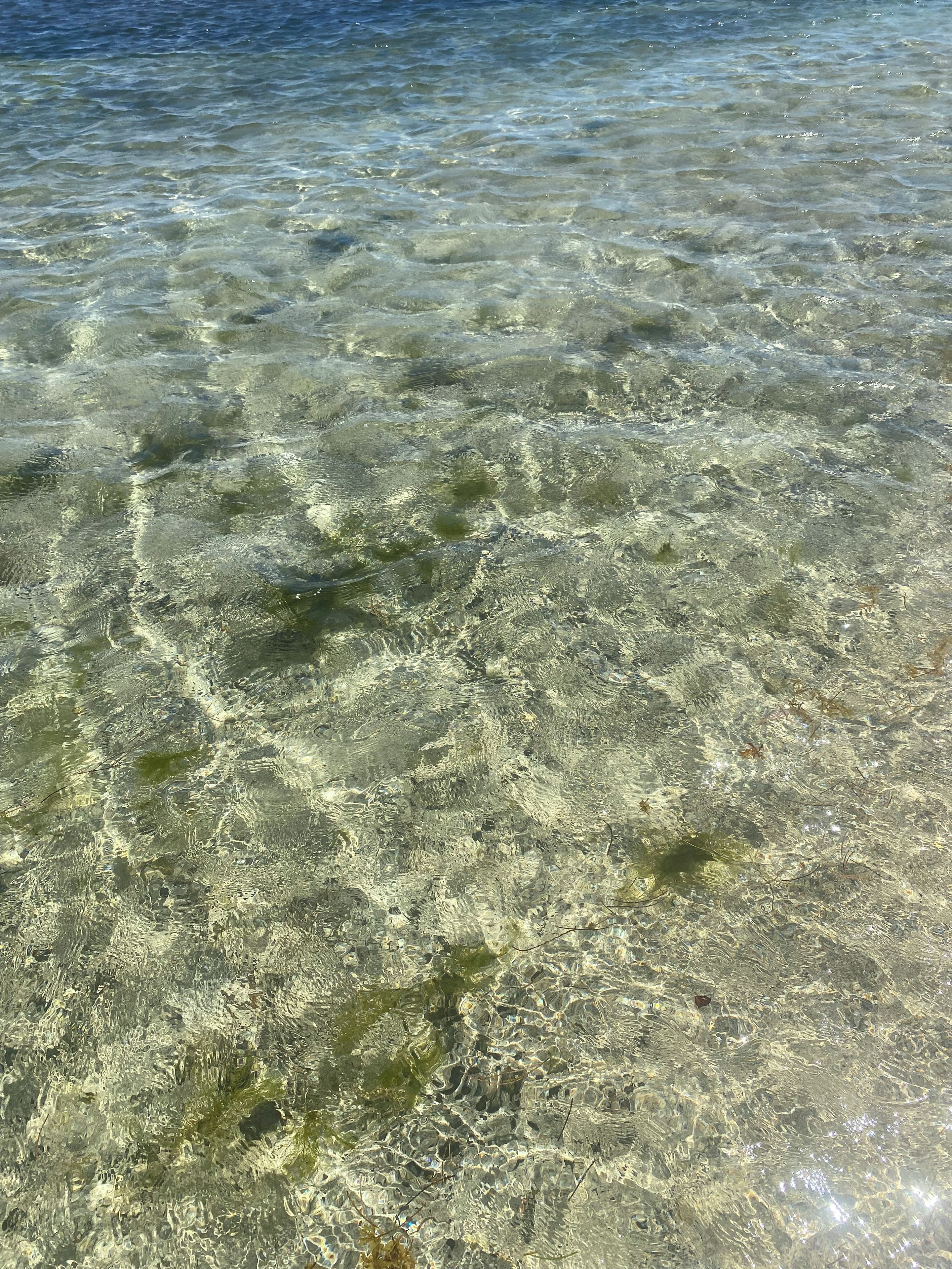 Clear shallow water with visible aquatic plants and a sandy bottom.