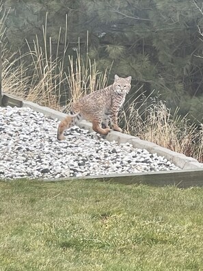 A cat on a gravel path with grass and plants in the background.