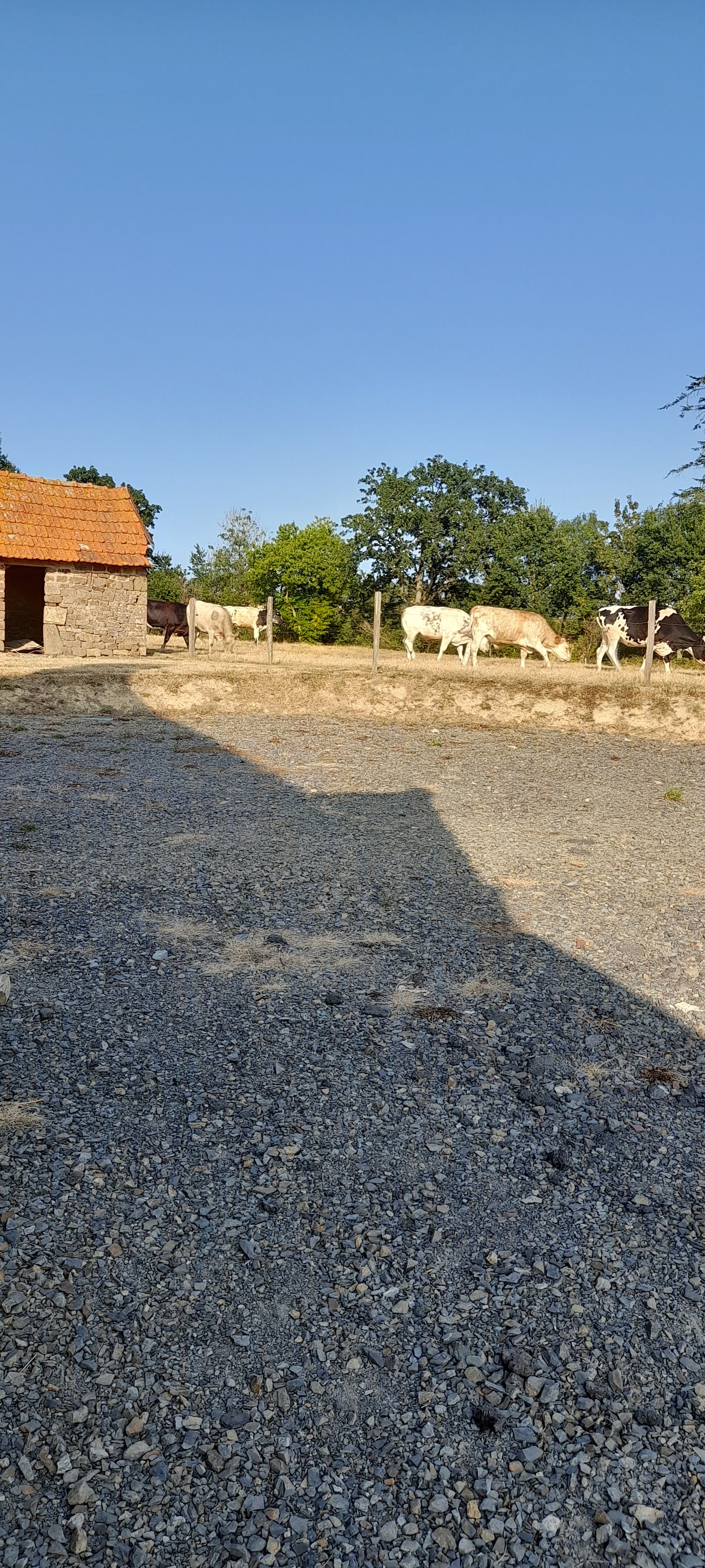 A rural setting with a stone building, grazing cows, and a gravel path.