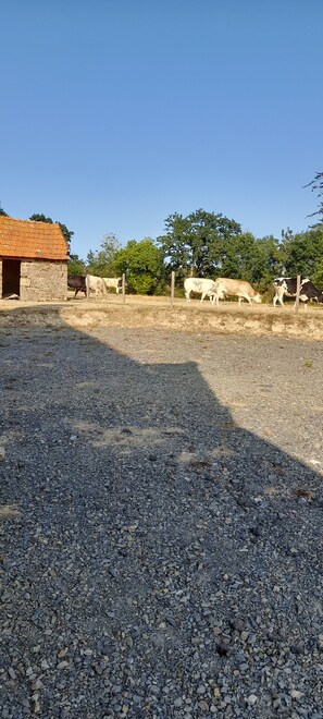 Entorno rural con un edificio de piedra, vacas pastando y un camino de grava.