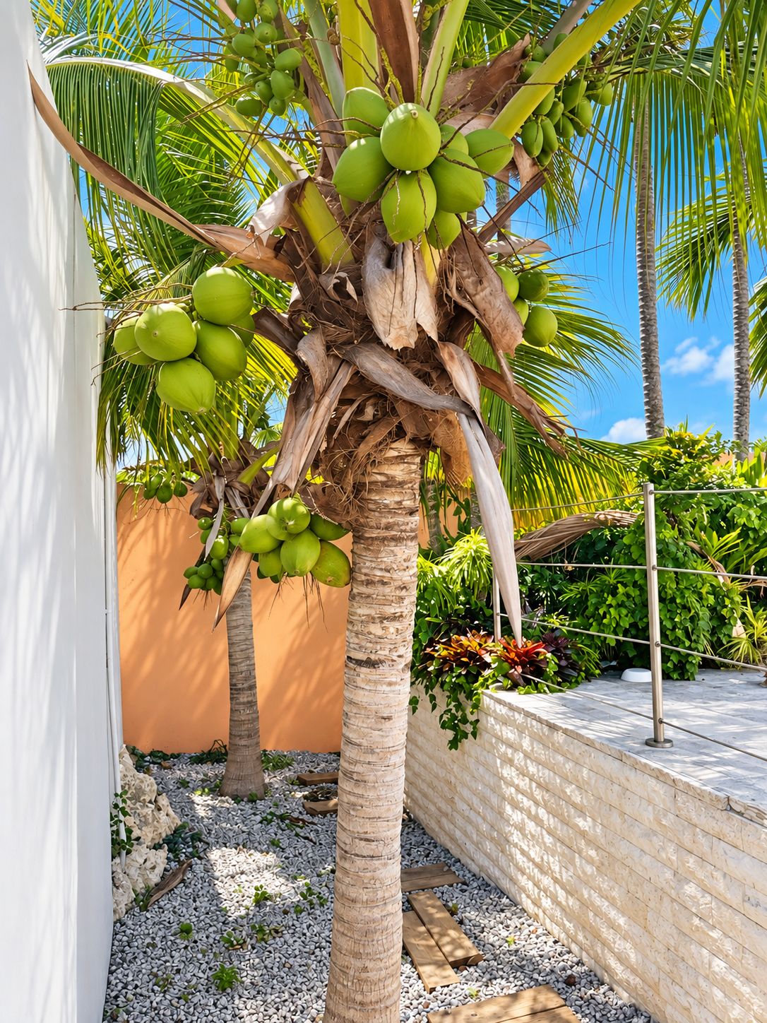 Una palmera con cocos verdes, una pared blanca y una pared de ladrillo con plantas.