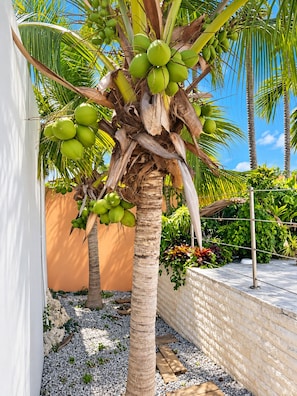 A palm tree with green coconuts, a white wall, and a brick wall with plants.