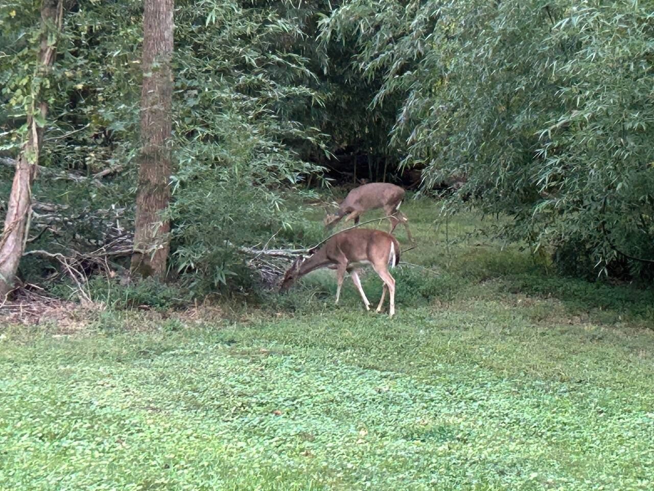 A deer grazing in a grassy area with trees in the background.