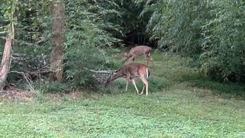 A deer grazing in a grassy area with trees in the background.