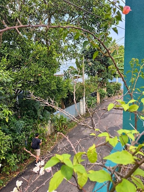 A narrow pathway flanked by dense foliage and a blue wall. - Private Designer 3BR Villa in Battaramulla | Sleeps 7 | Near Colombo (Battaramulla)