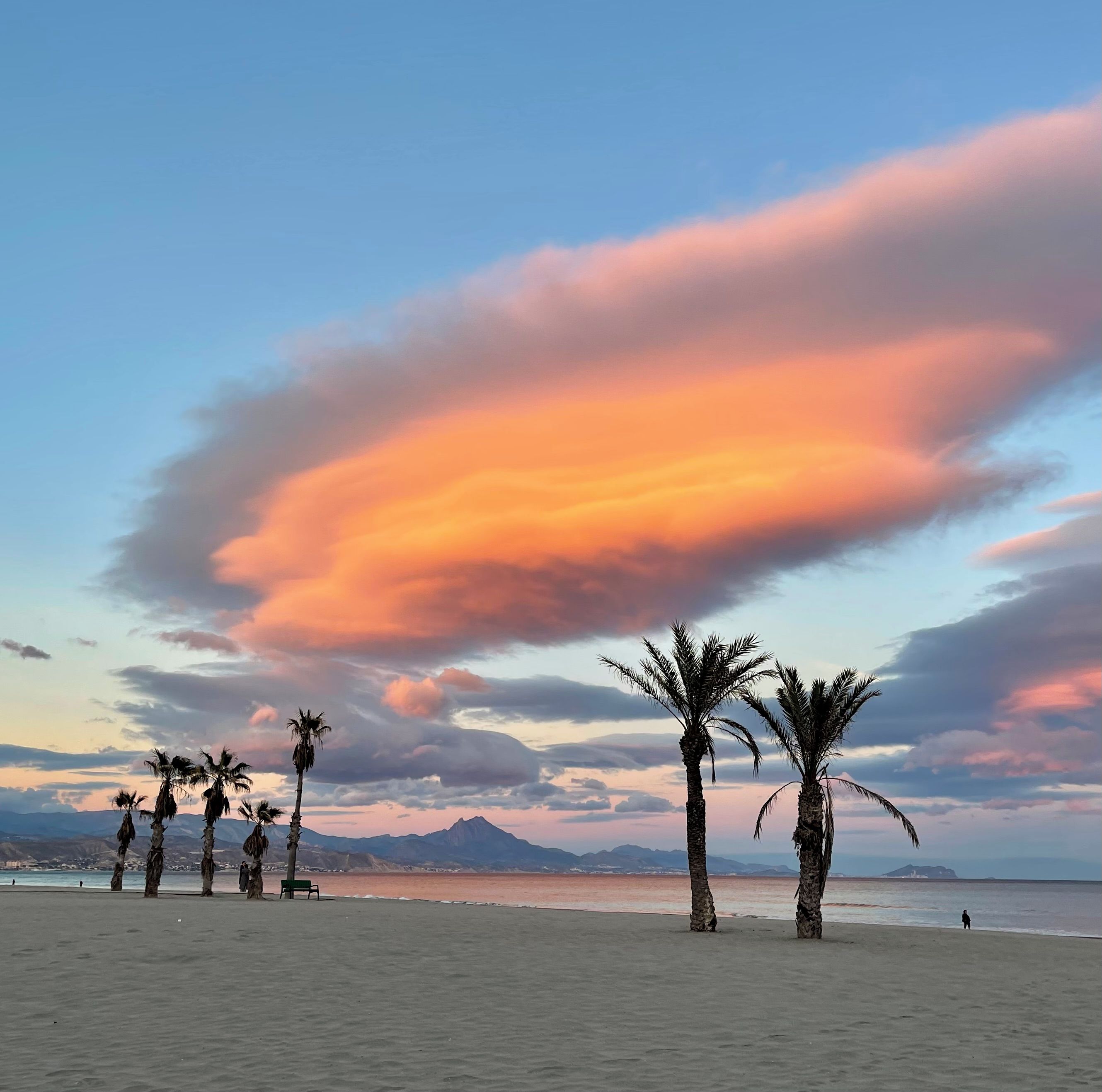 Une plage bordée de palmiers, avec une montagne en arrière-plan.