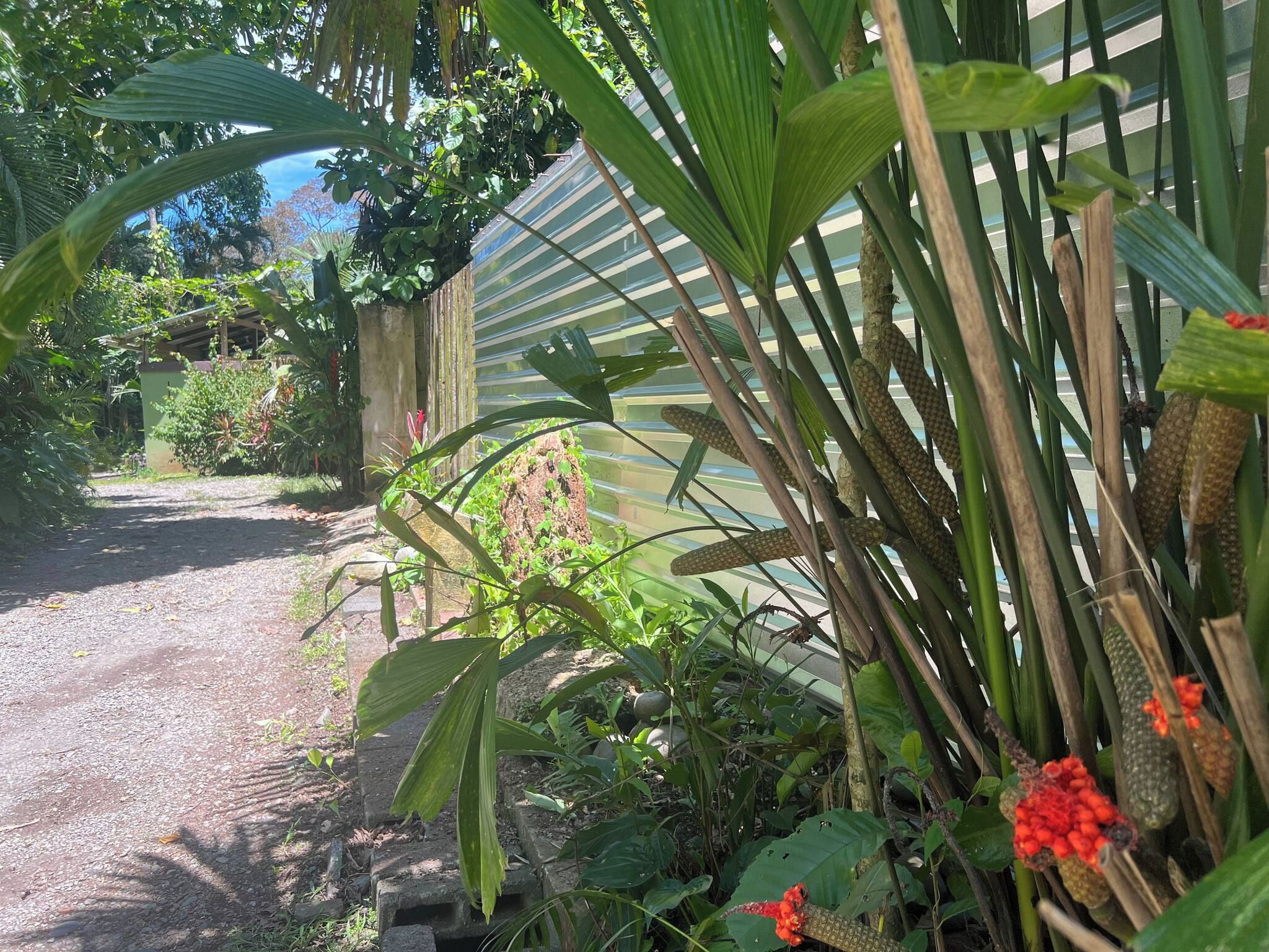 A garden with a gravel path, various plants, and a greenhouse structure.