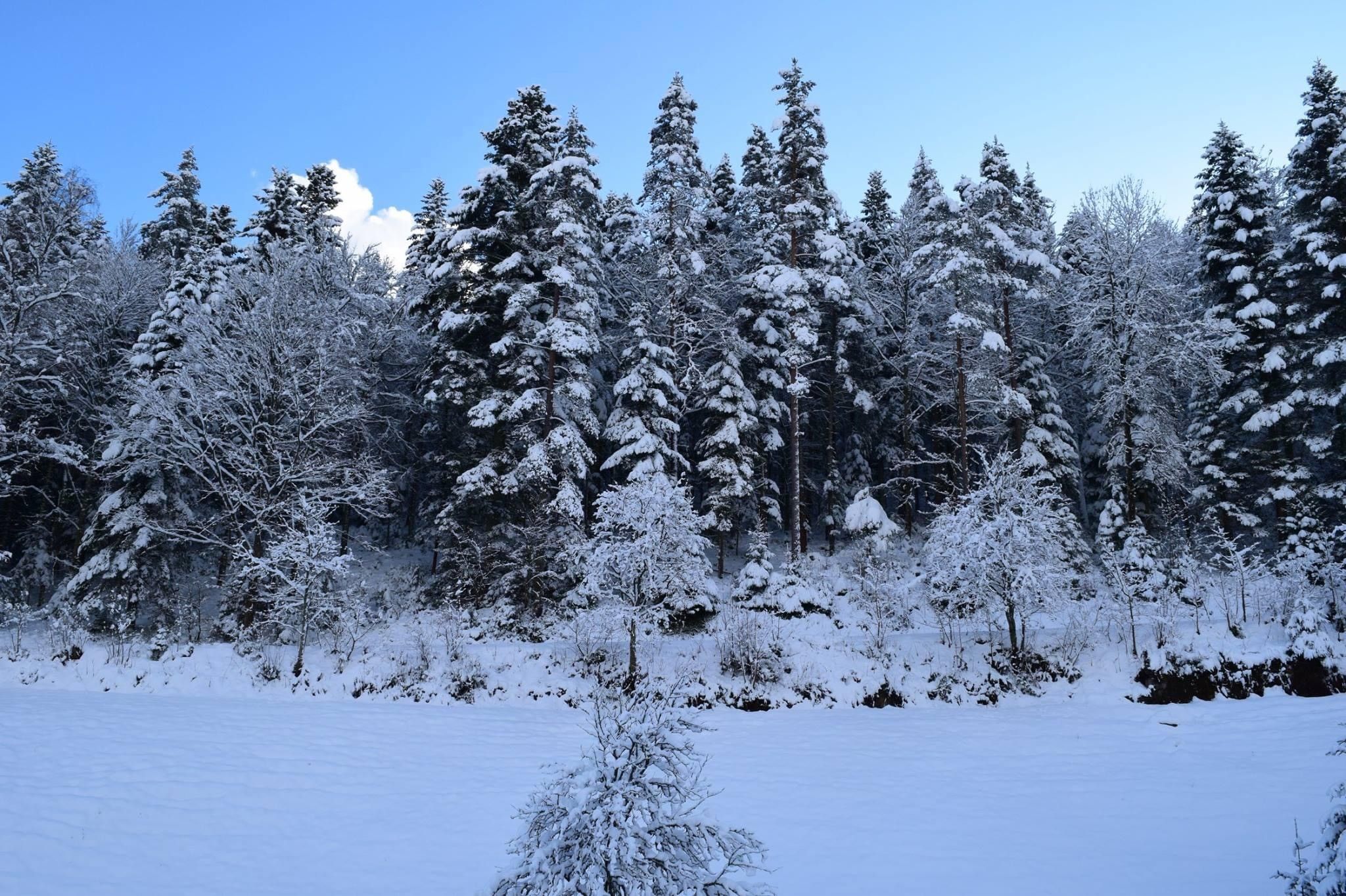 Ein verschneiter Wald mit dichten Nadelbäumen.