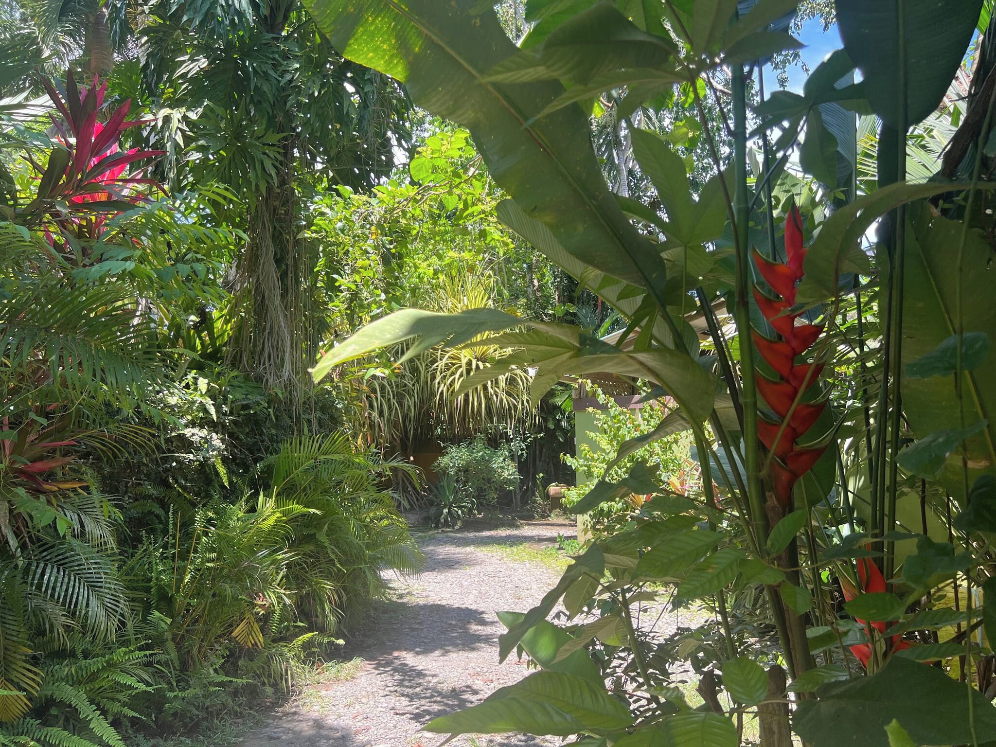 A pathway surrounded by dense tropical vegetation.