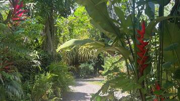 A pathway surrounded by dense tropical vegetation.