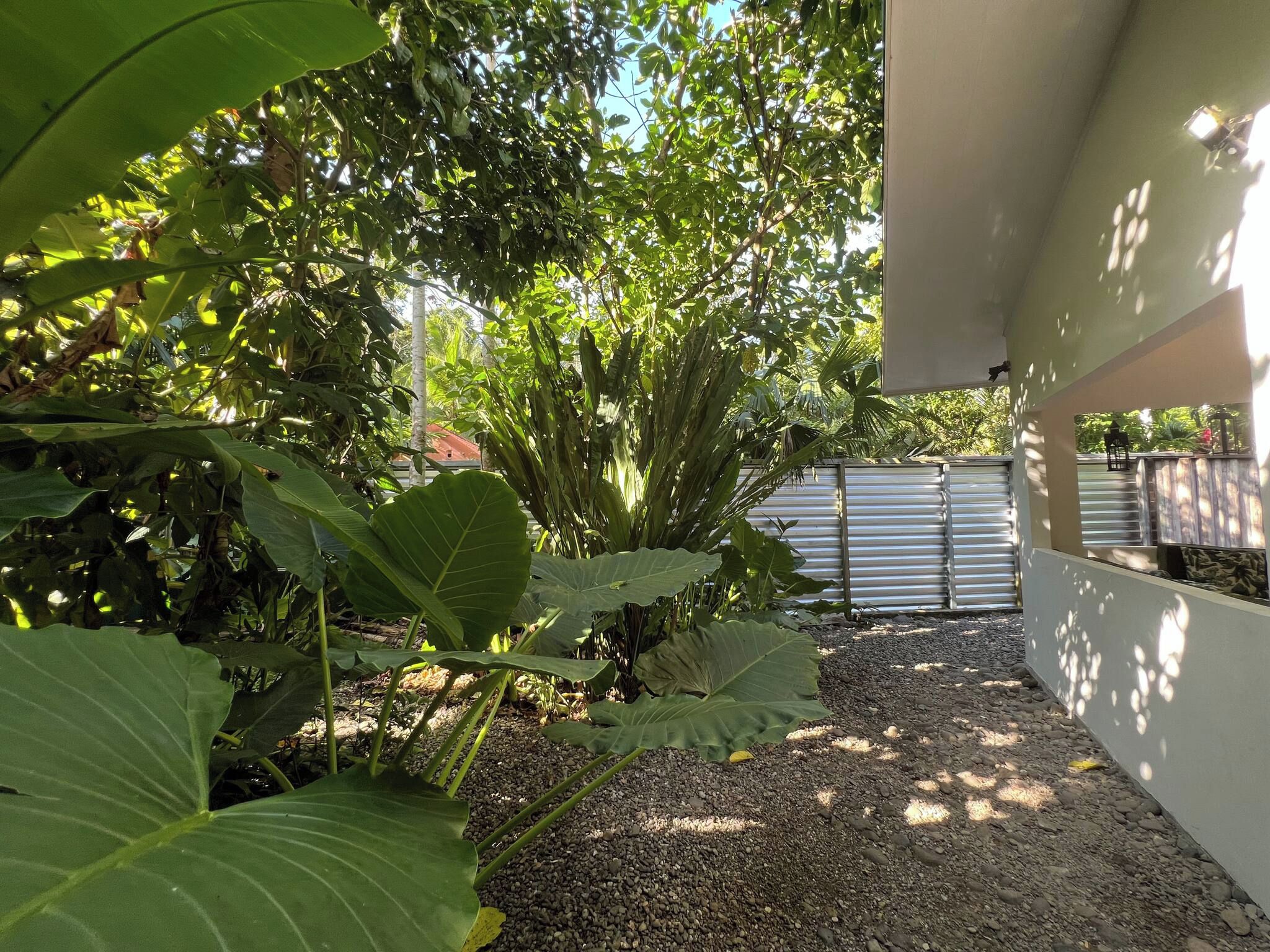 Un jardín con plantas grandes y frondosas y un sendero de grava que conduce a una reja metálica.