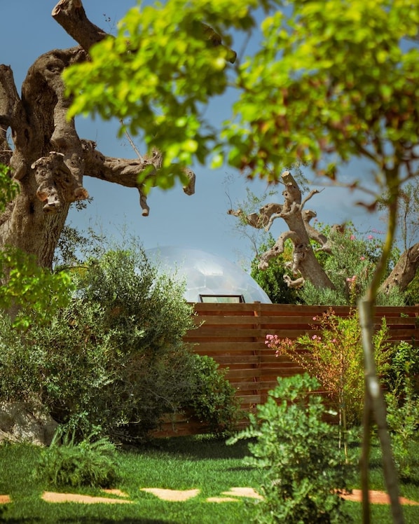 A garden with a wooden fence, a large tree, and various shrubs.