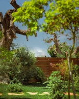 A garden with a wooden fence, a large tree, and various shrubs.