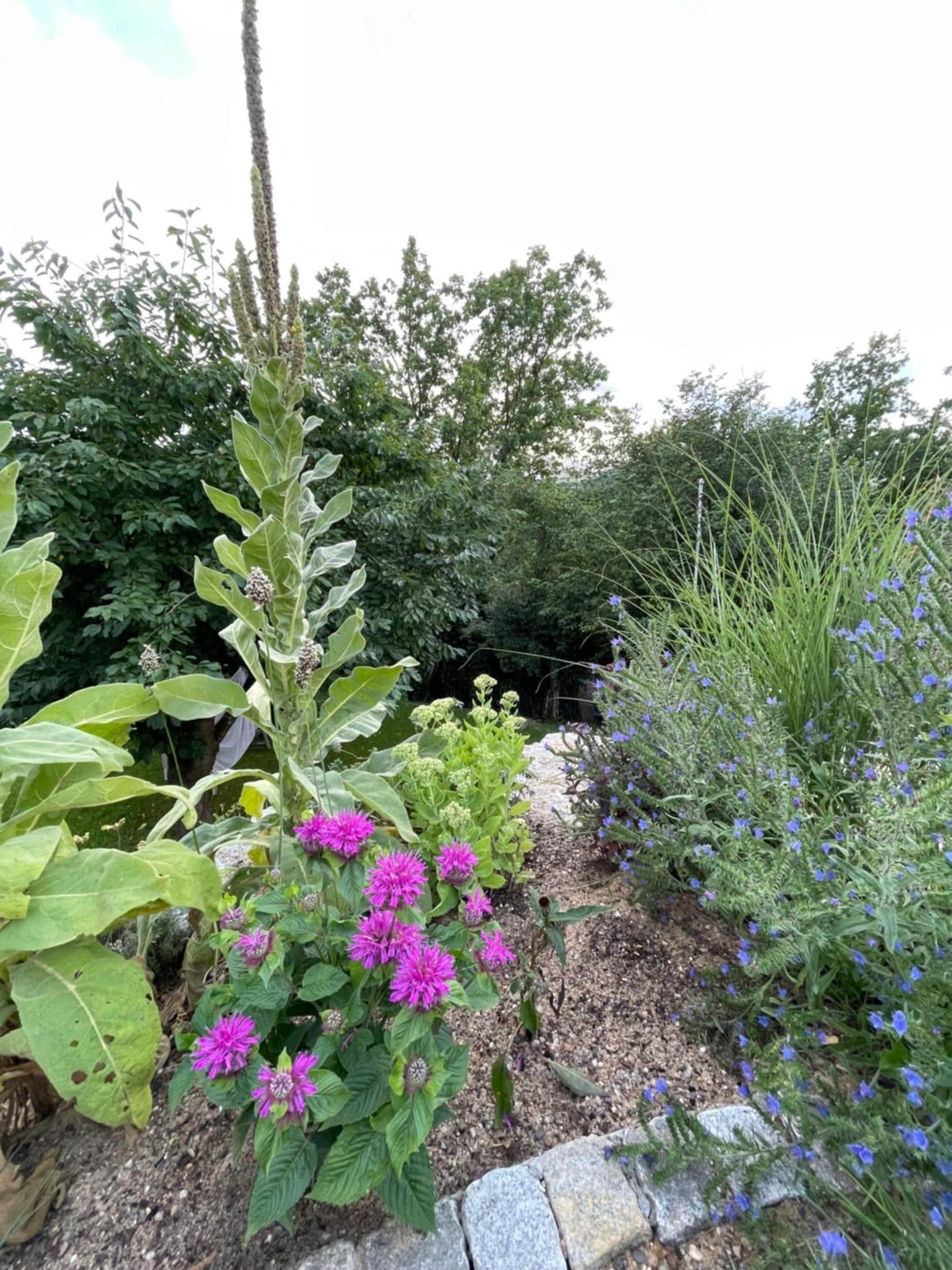 Ein Garten mit verschiedenen Pflanzen und Blumen, darunter blühende Sorten in Lila und Blau, und einem Kiesweg.