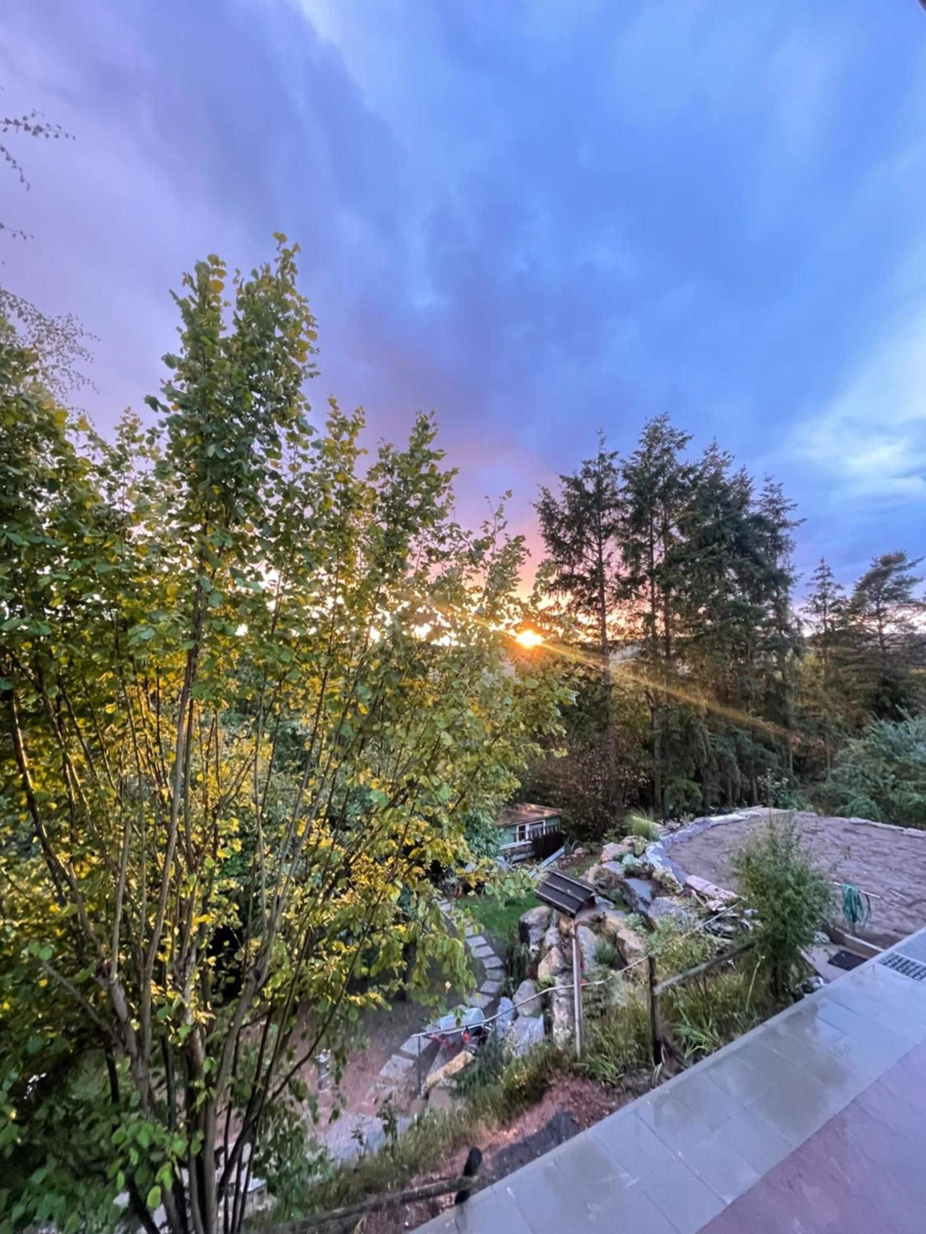 A garden with a variety of trees and shrubs, a small structure, and a paved area.