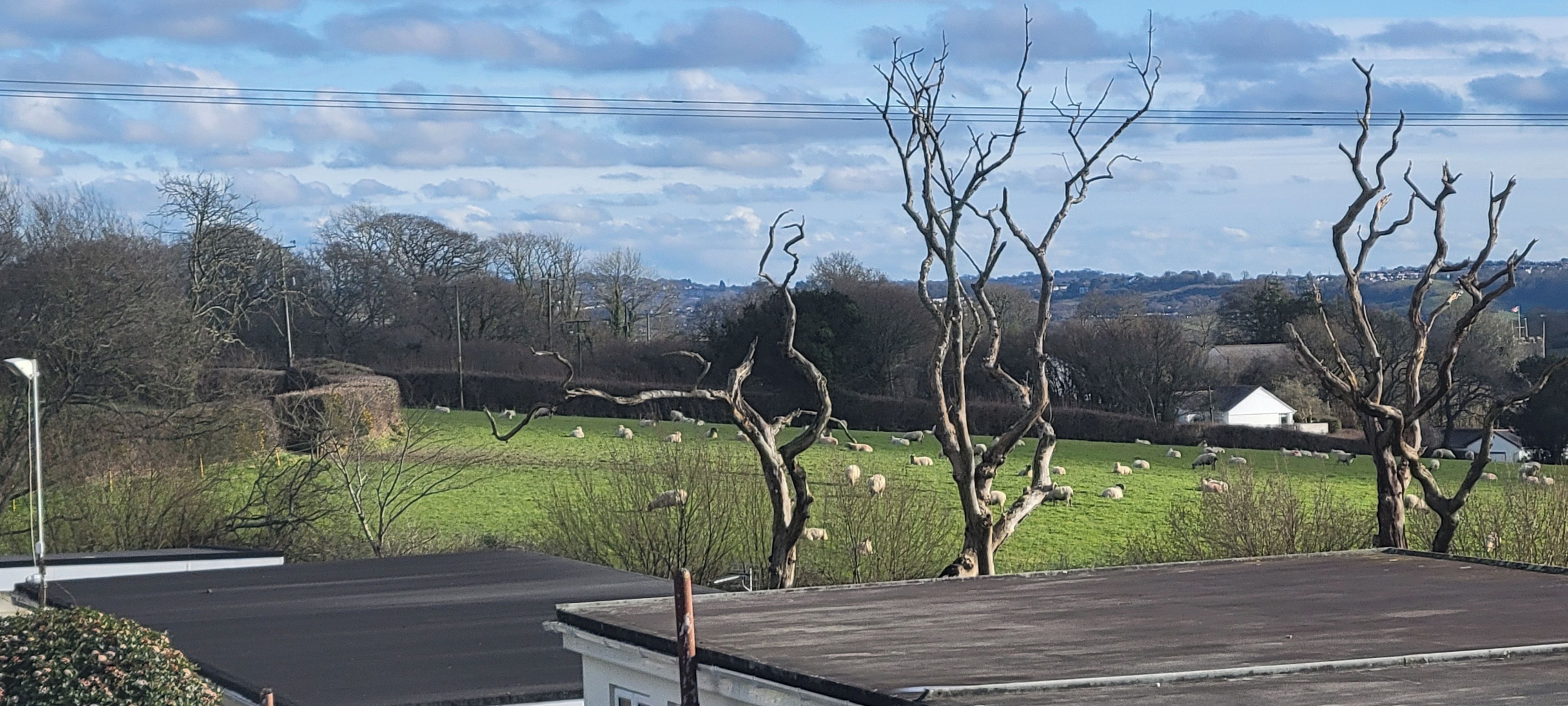 Ländliche Landschaft mit blauem Himmel, einem grünen Feld voller Schafe und einem Gebäude in der Ferne.