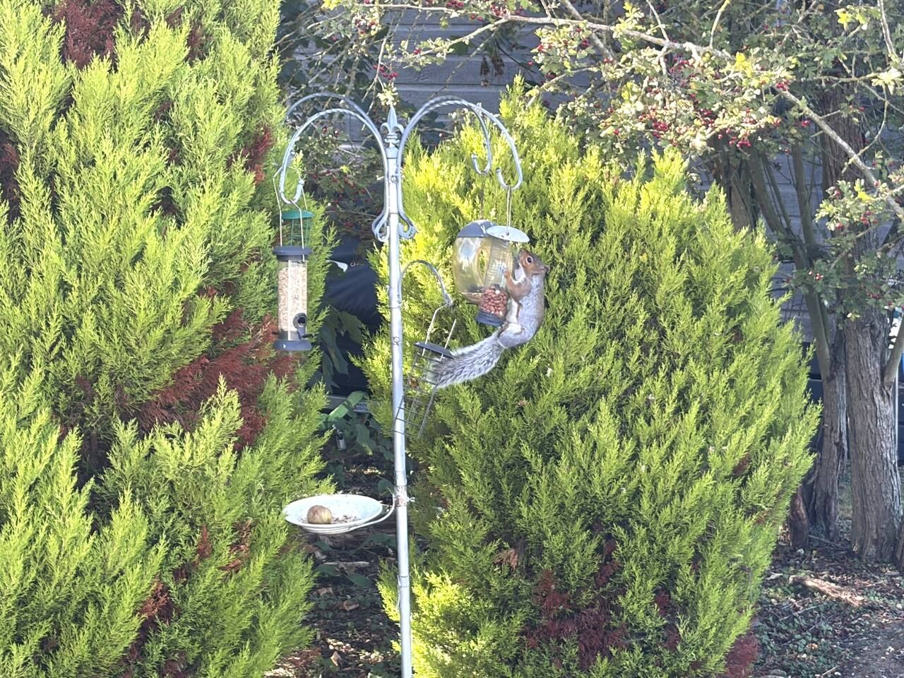 A garden with a bird feeder, a squirrel feeder, and a bird bath.