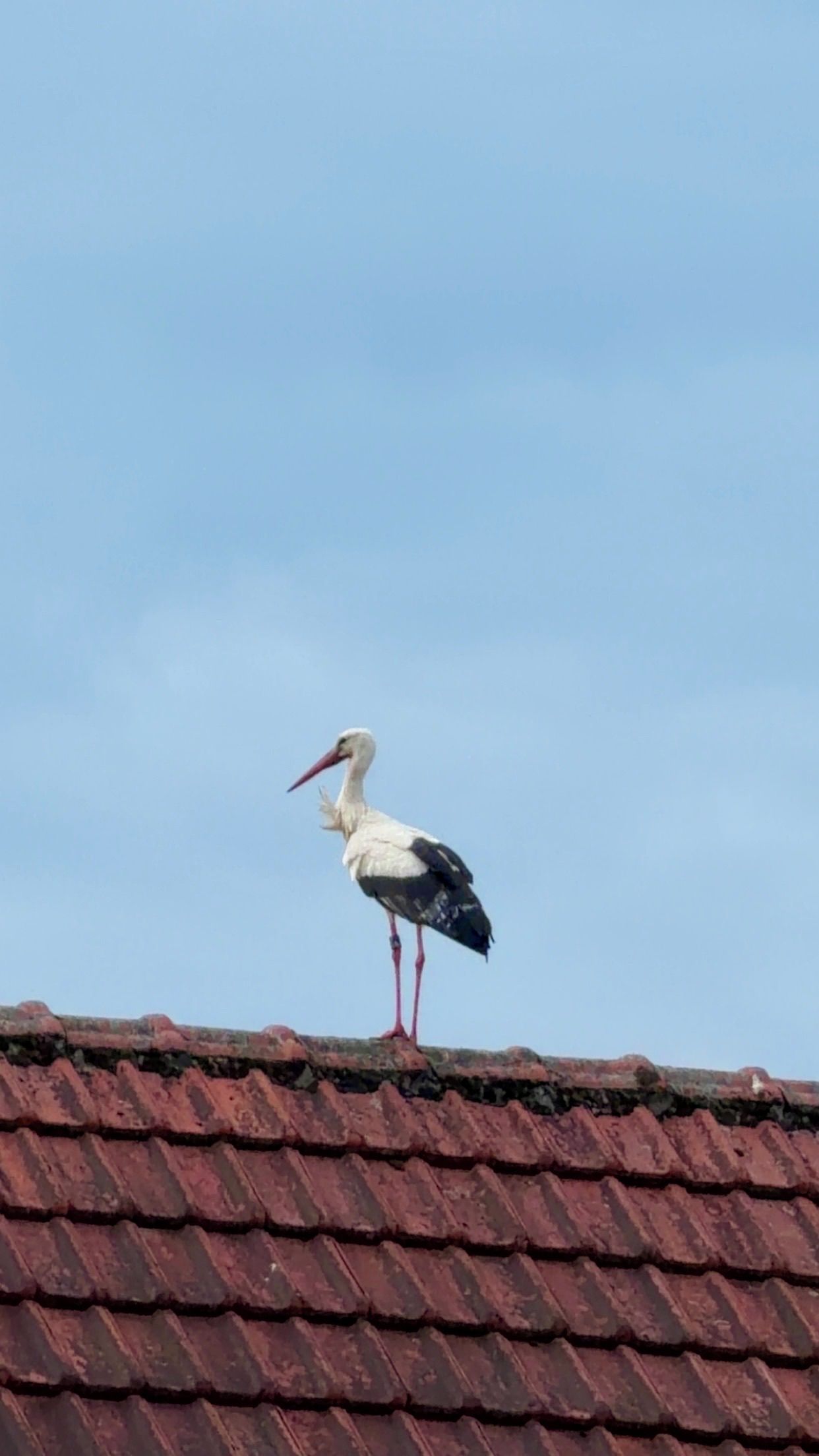 Une cigogne se tient sur un toit recouvert de tuiles rouges.