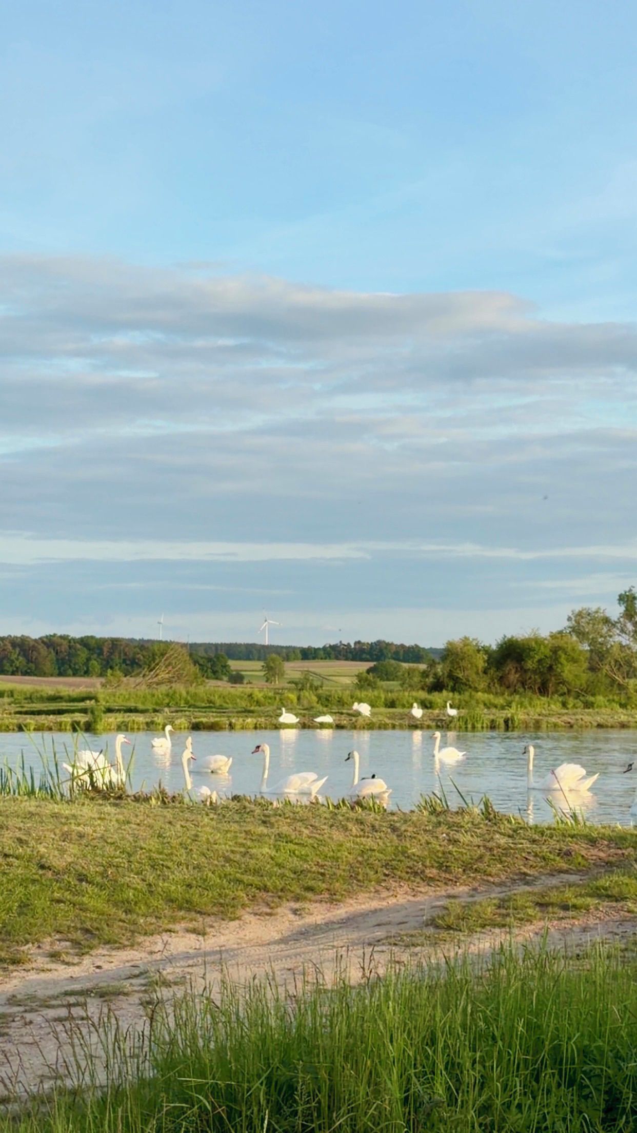 A body of water with swans and wind turbines in the background.