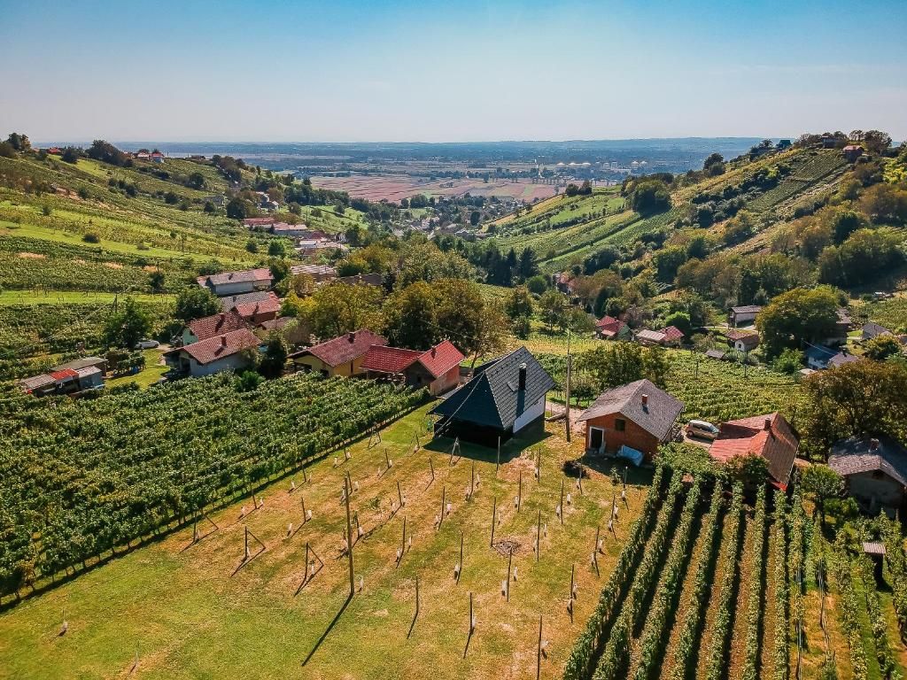 A vineyard with rows of grapevines and several buildings, including a prominent house with a dark roof.