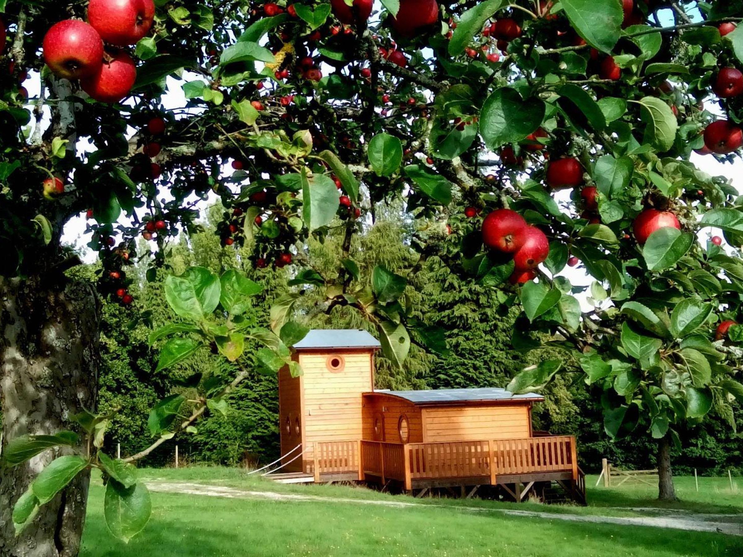 Une structure en bois, dotée d’un toit incliné, qui pourrait être un nichoir ou un abri de jardin, entourée d’arbres verdoyants et de pommes rouges.