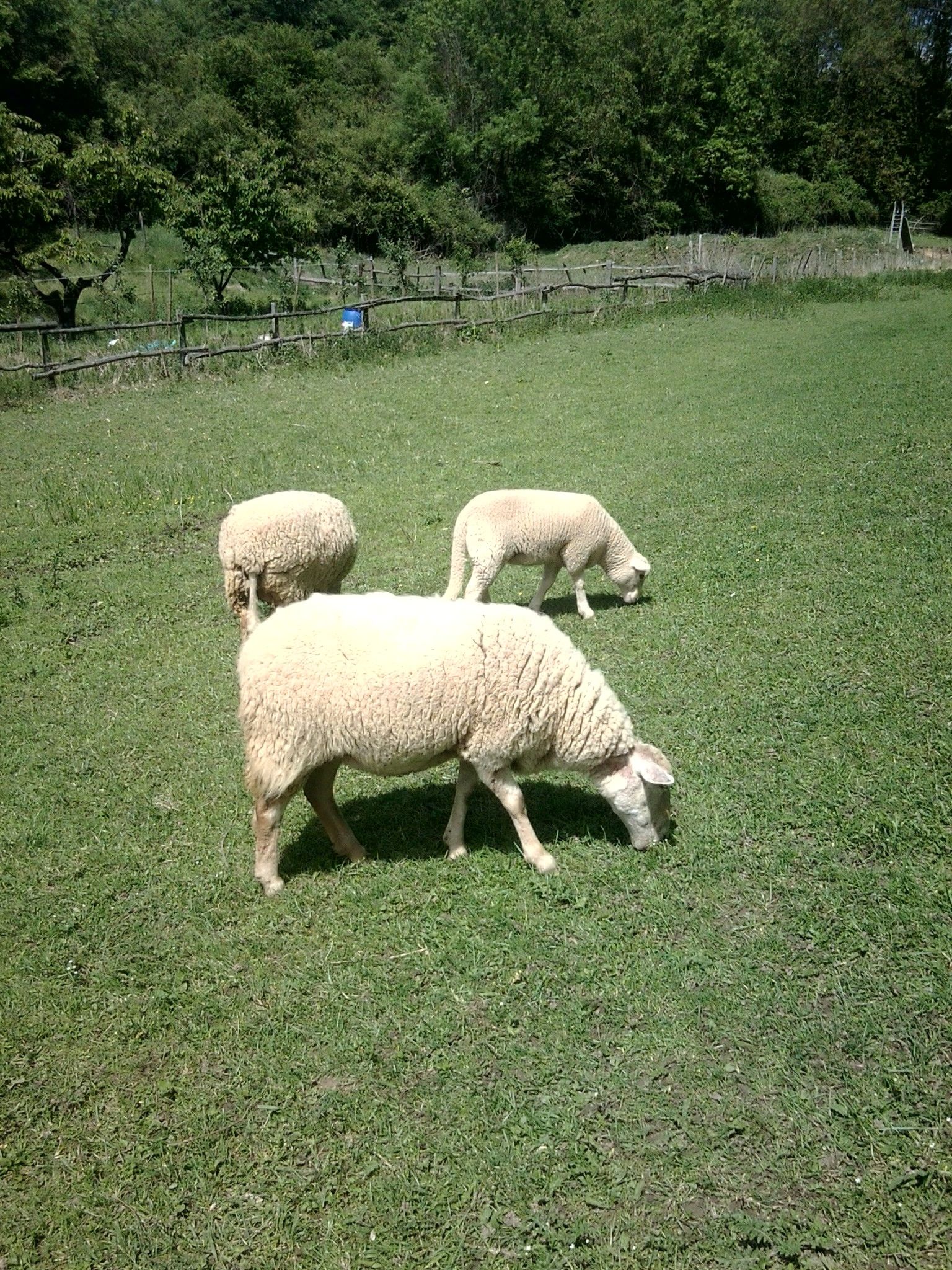 Um campo gramado com duas ovelhas a pastar.