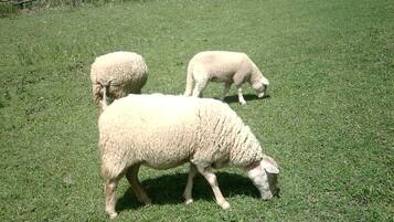 Um campo gramado com duas ovelhas a pastar.