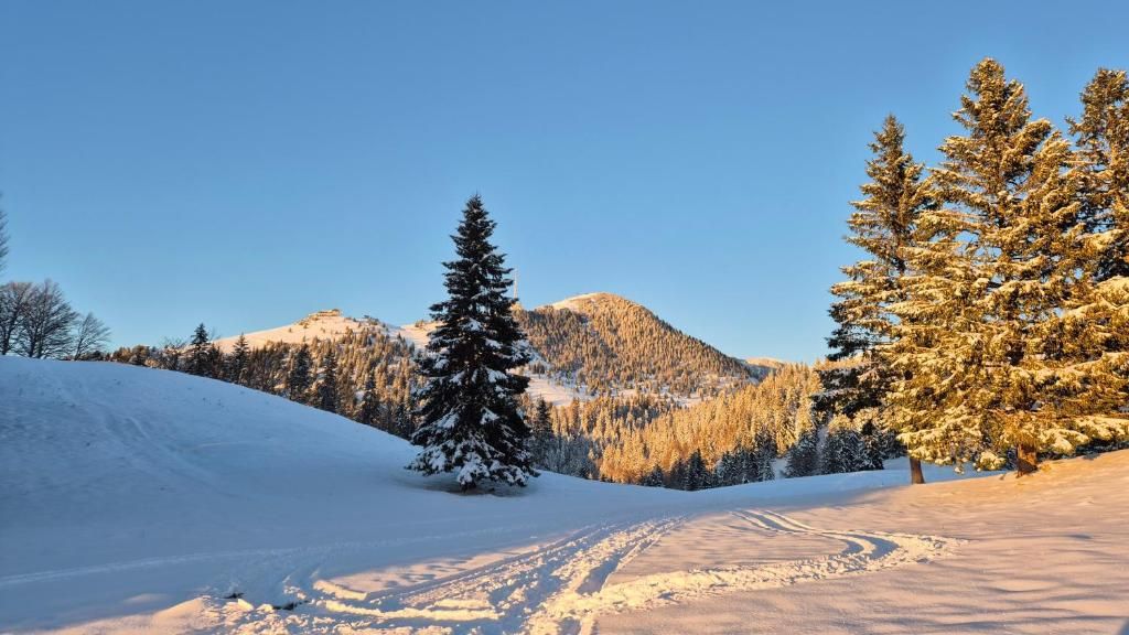A snowy landscape with a clear sky, a mountain in the background, and a single evergreen tree in the foreground.