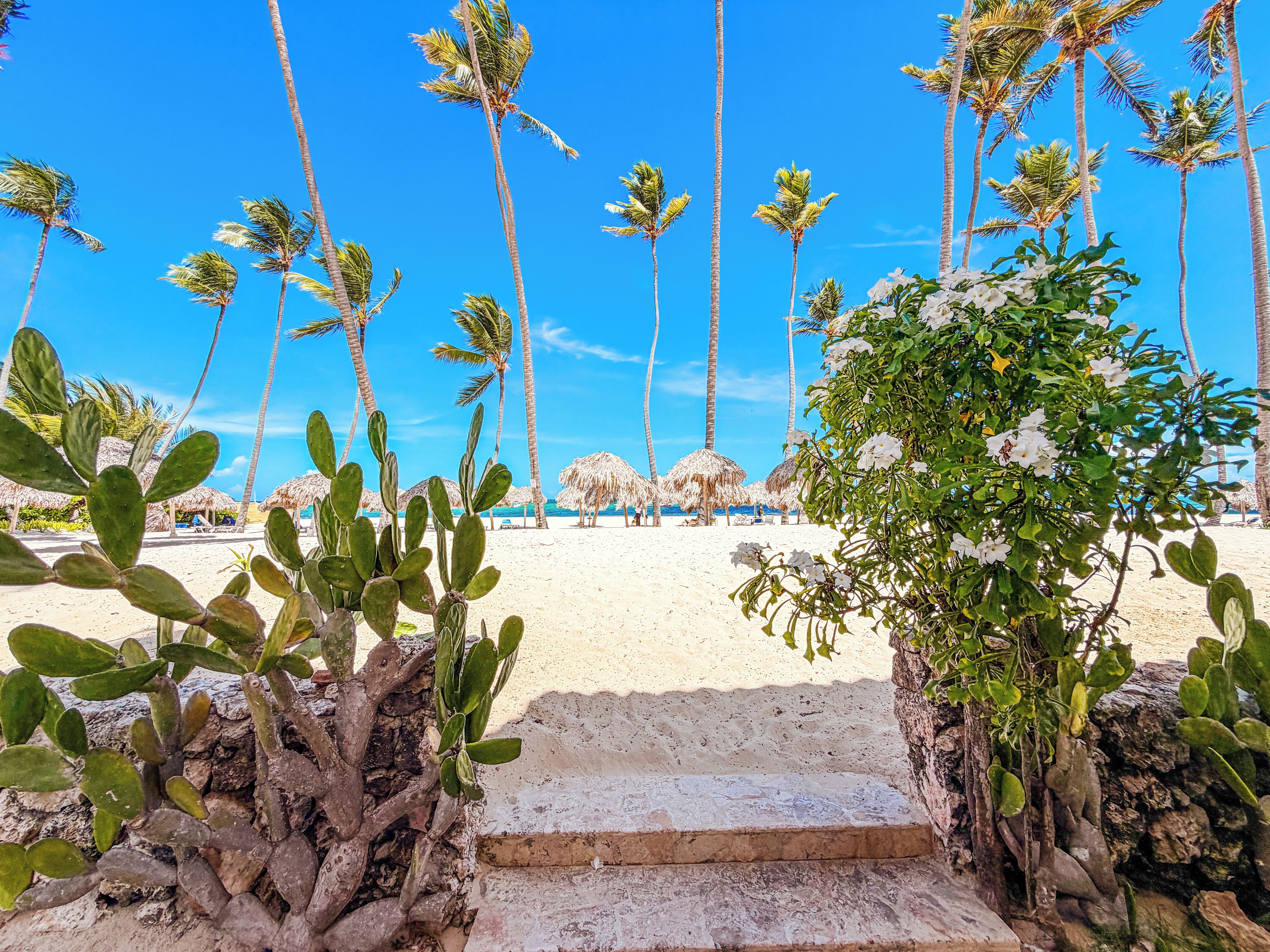 Una playa con palmeras, una planta de cactus y una estructura de techo de paja.