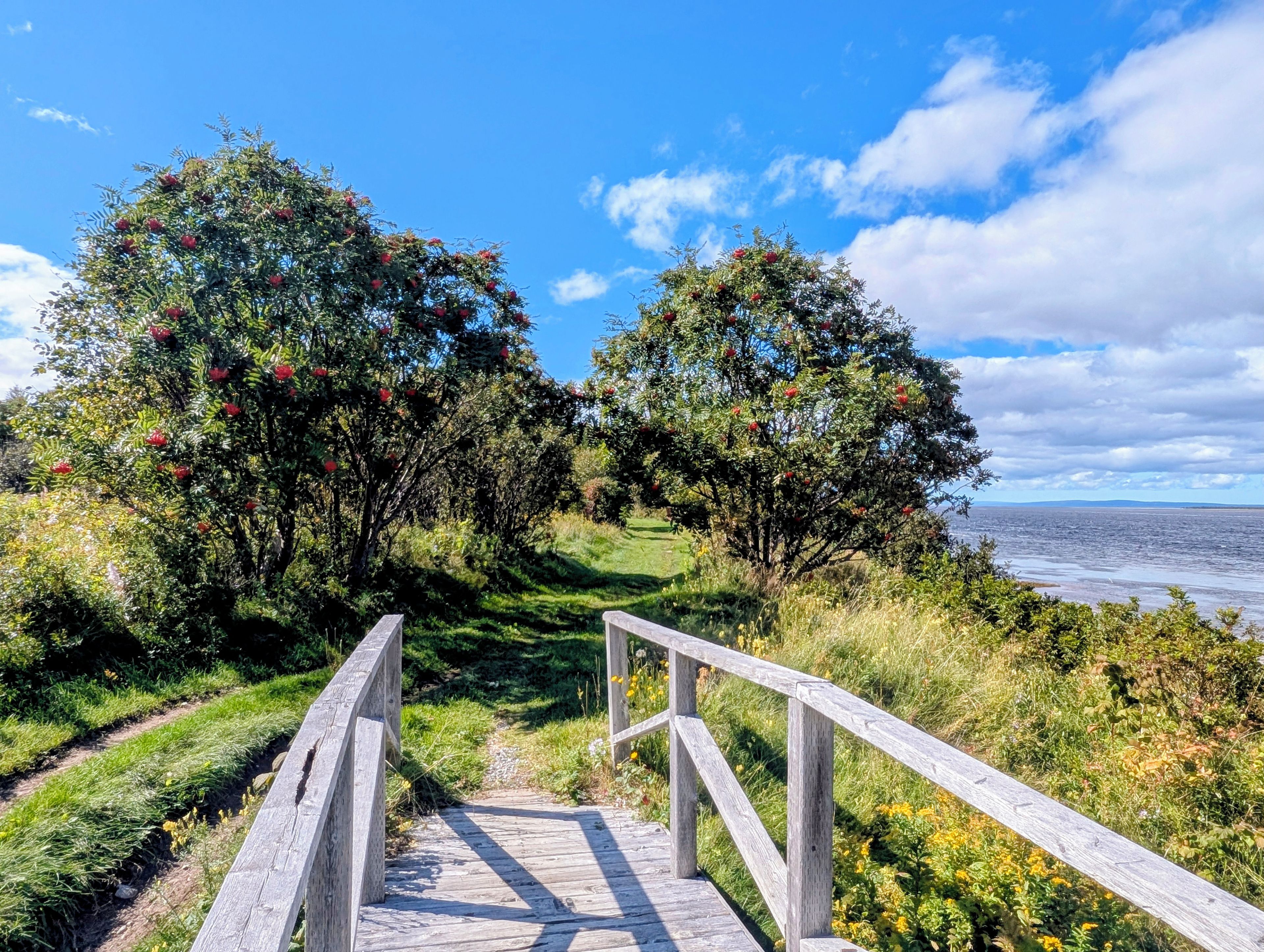 A wooden pathway leading to a coastal area with trees and a view of the sea.