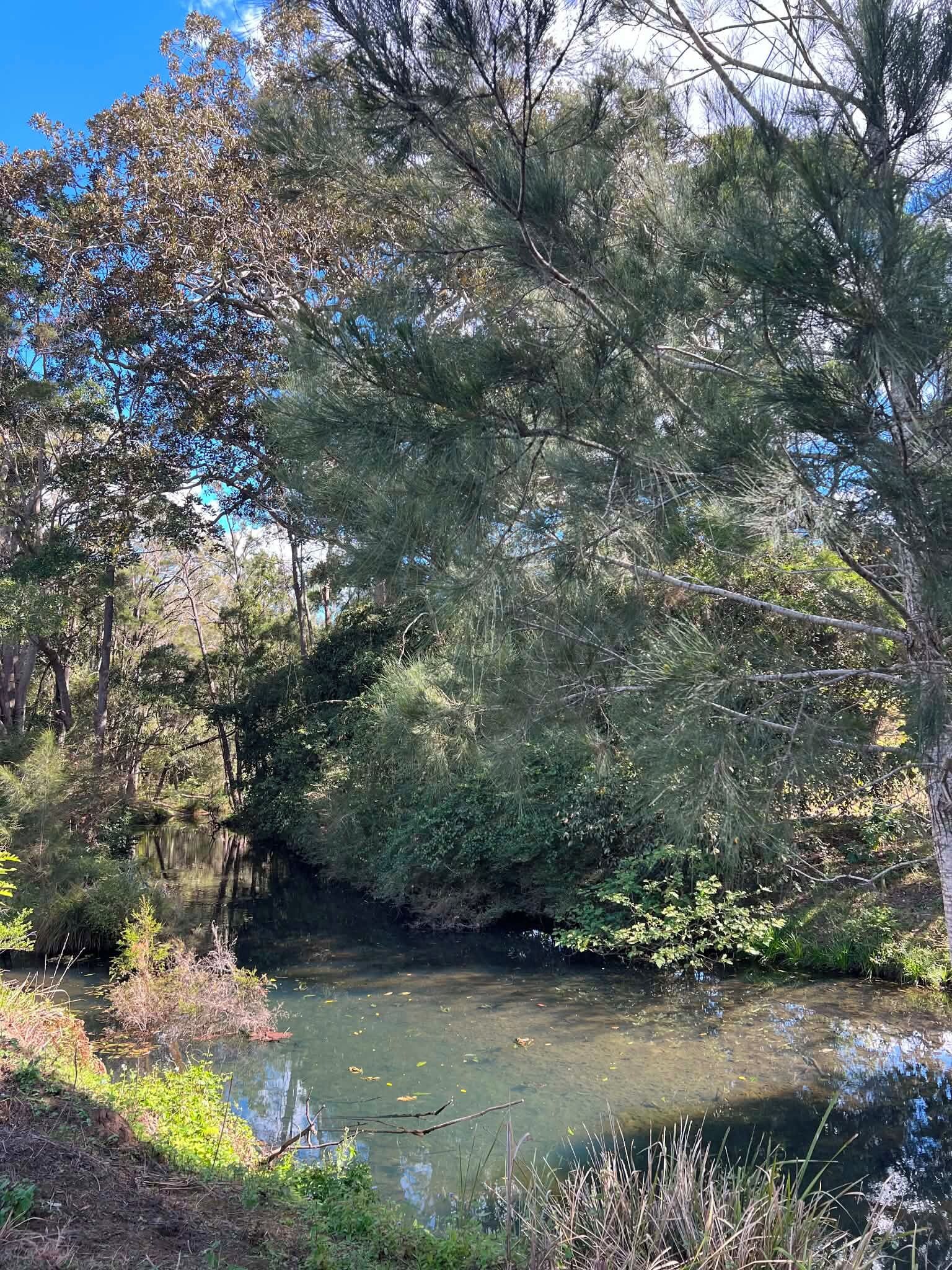A natural landscape with a body of water, surrounded by dense trees and vegetation.