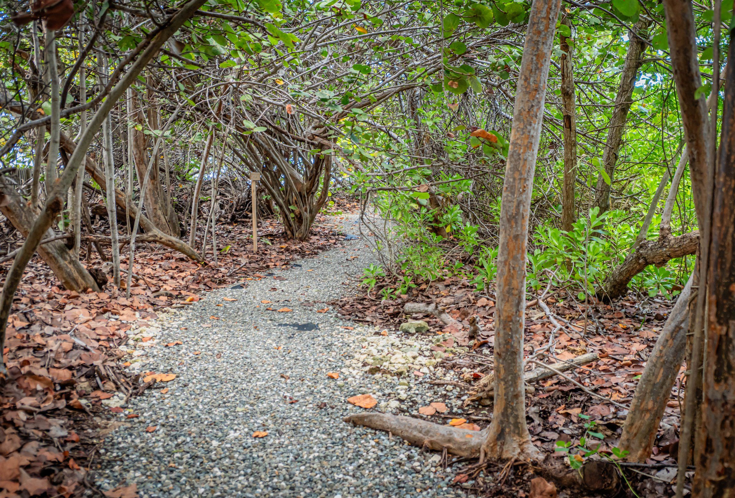 Un sendero de grava rodeado de follaje y árboles frondosos.